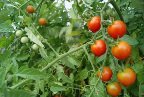 Ripe cherry tomatoes on the vine at the Cookroom restaurant