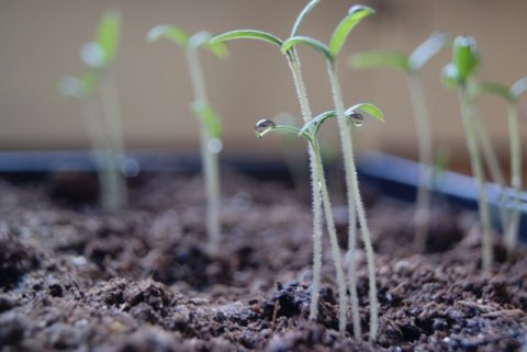 Tomato seedlings growing in a tray